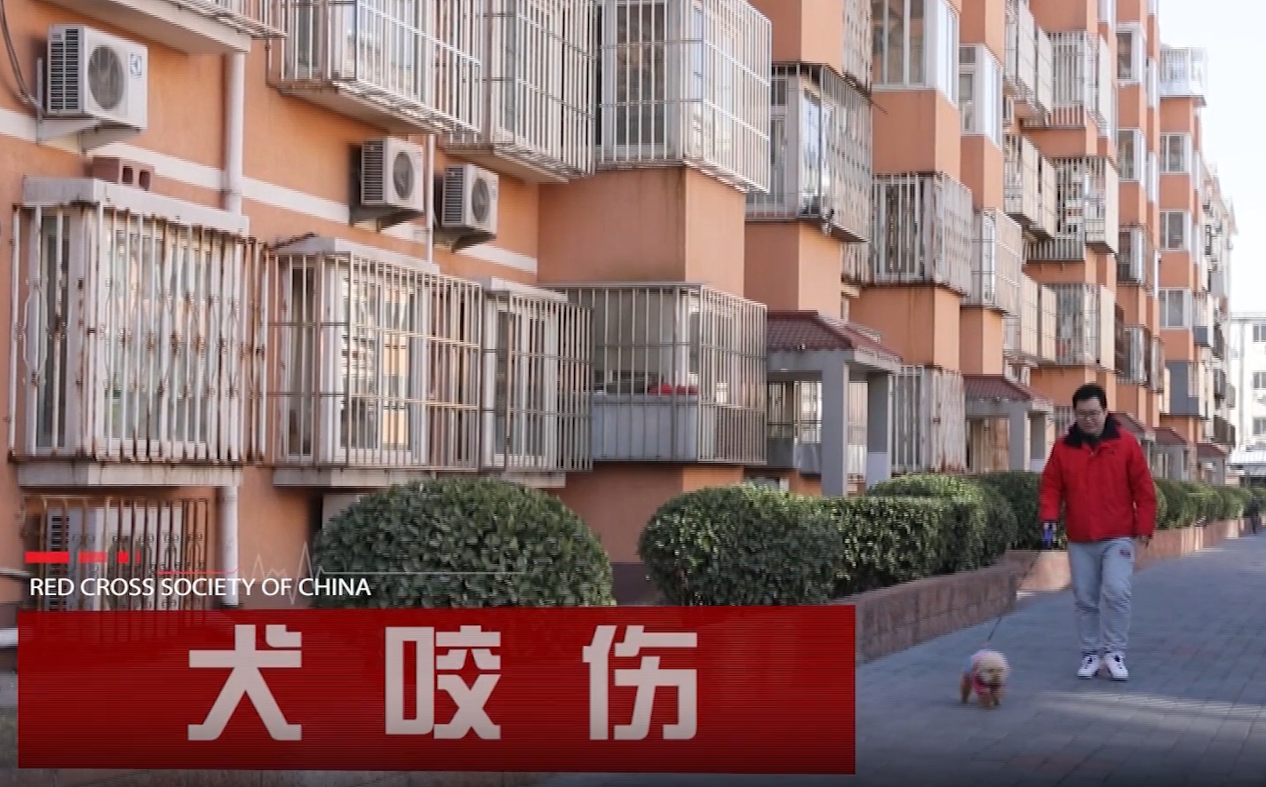犬咬伤